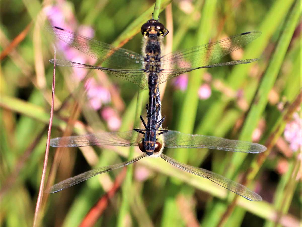 Sympetrum_danae